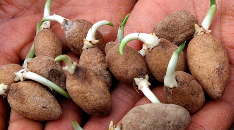 Soğuk Kışların Vazgeçilmezi: “Beyaz Altın” Olarak Bilinen Salep Hem Şifa Hem de Lezzet Sunuyor