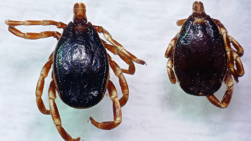 Sıcaklıklar Artıyor, Kene Tehlikesi de: Uzman “Pantolon Paçanızı Çoraba Sokun” Dedi